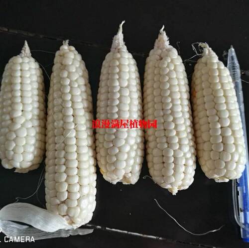 农家传统小白糯玉米种植种子