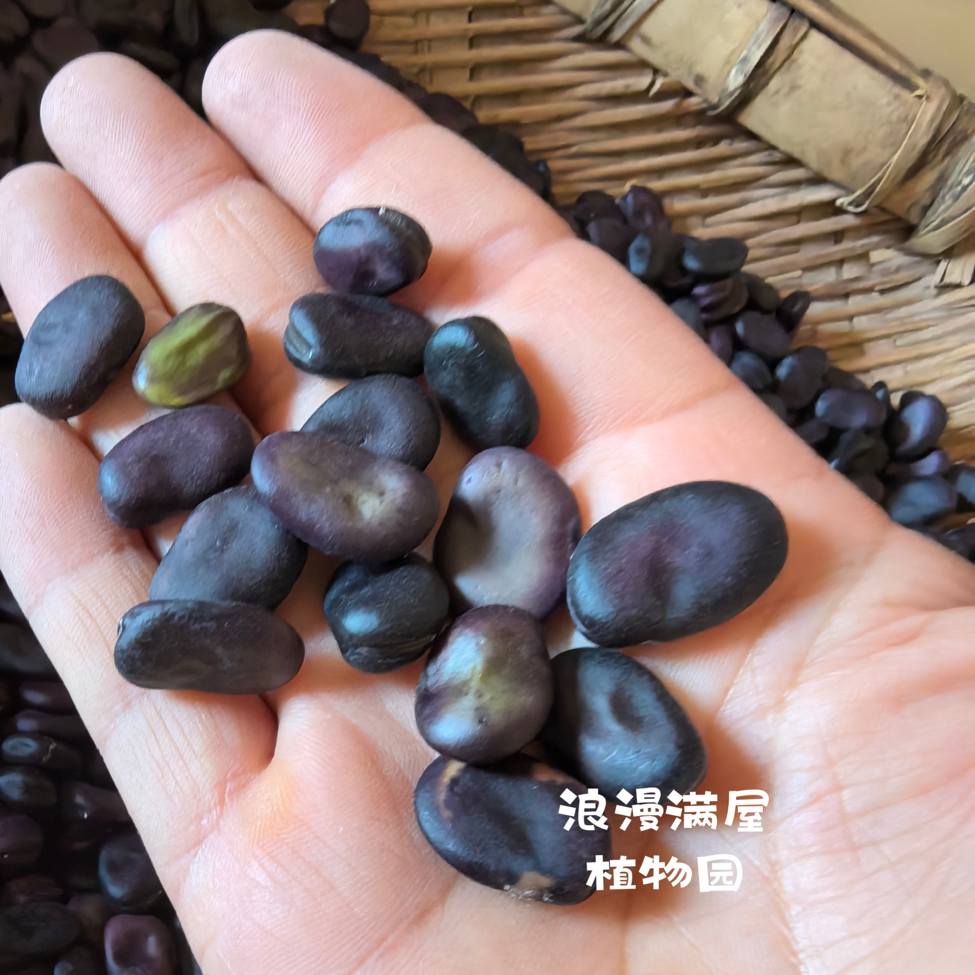 农家传统 紫黑蚕豆种子非转基因老品种 小而香 罗汉豆胡豆 可留种