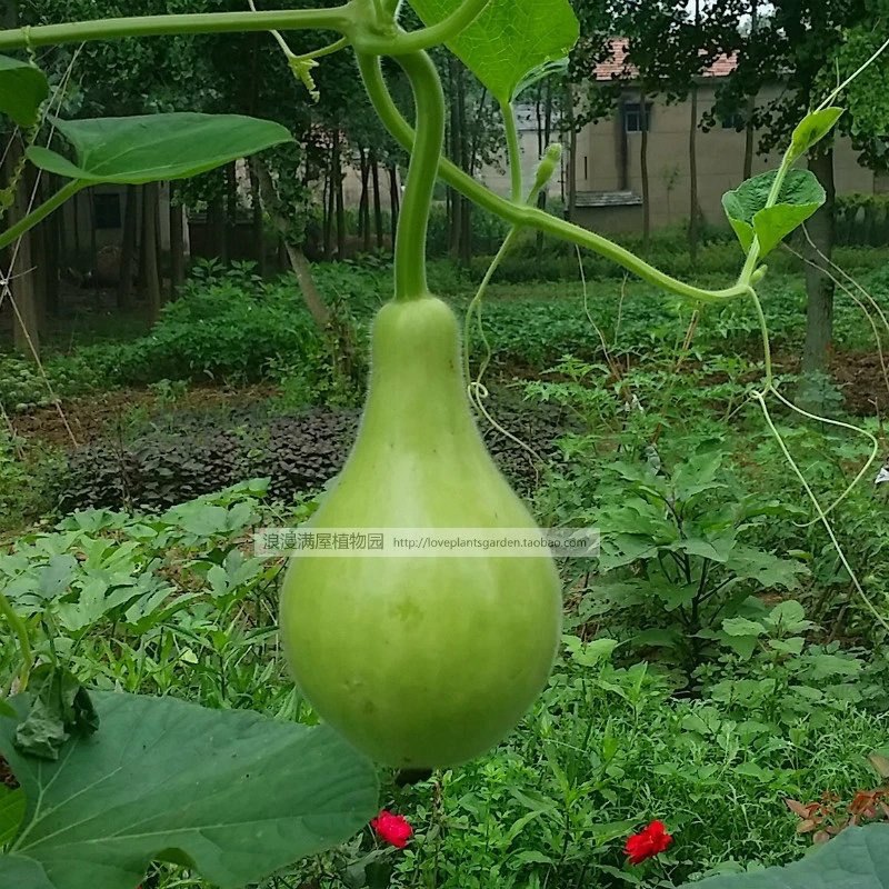 农家传统观赏兼食用菜葫芦种子 老品种 非转基因  可开瓢 可留种