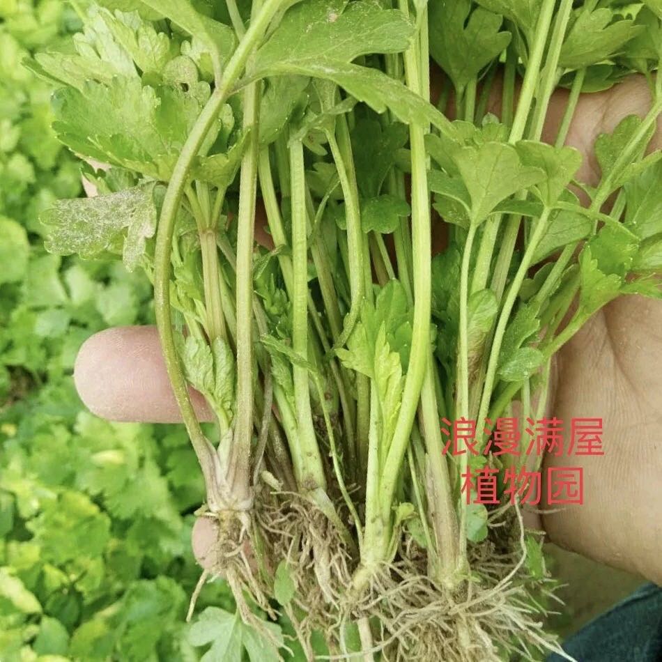 农家传统芹菜种子浓郁非转基因