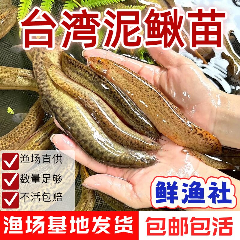 台湾小泥鳅苗鲜活钓鱼养殖