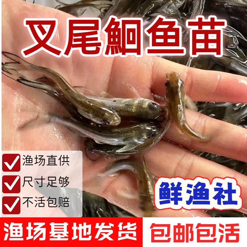 优质斑点叉尾鮰鱼苗活体易养快大
