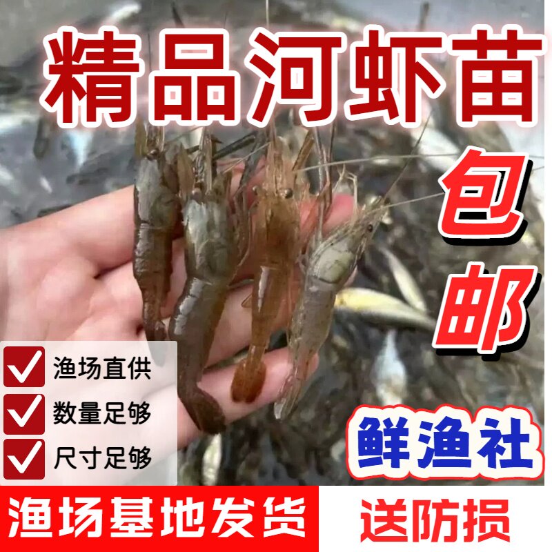 水生小宠物河虾苗淡水养殖小虾米活虾饲料虾淡水虾观赏家养水族
