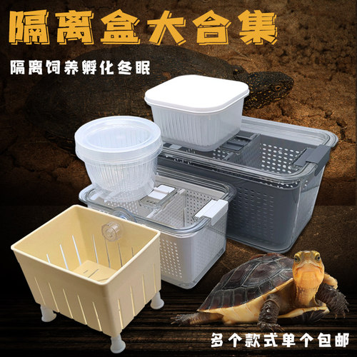 隔离盒乌龟苗发色蛋龟冬眠混养