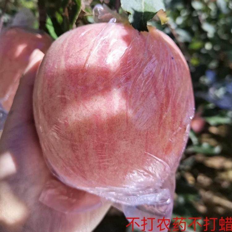 25年山西运城现摘红富士苹果霜降后苹果当季鲜果水果整箱苹果包邮,水产肉类/新鲜蔬果/熟食,苹果,淘宝优惠券,粉丝福利购,淘宝优惠卷