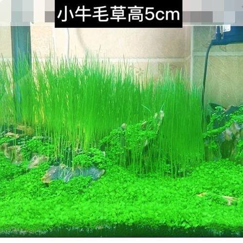 水草种子迷你鱼缸前景速成牛毛草