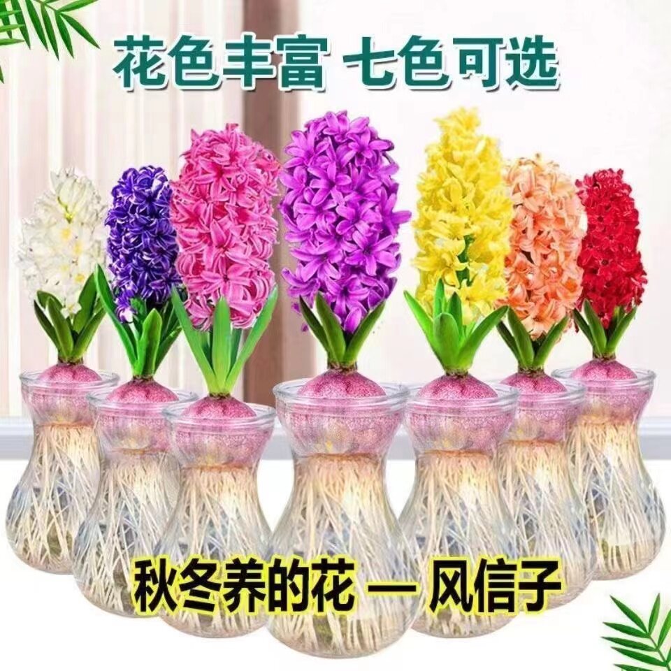 进口风信子种球水培水养冬季耐寒