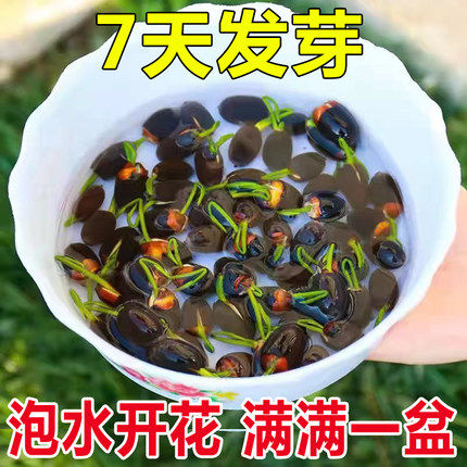 碗莲水培植物四季开花睡莲种荷花种子籽盆栽水养植物室内花卉好养