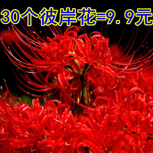 石蒜花种彼岸花种球盆栽曼珠沙华