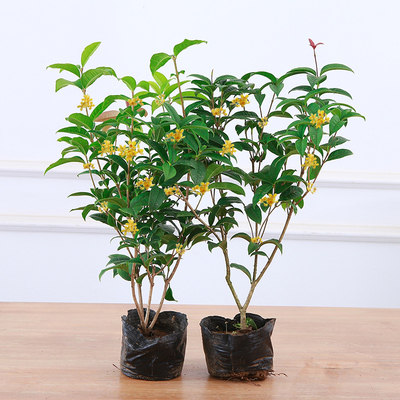 桂花树苗四季桂庭院好养浓香型