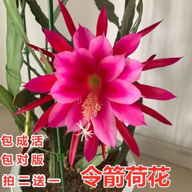 买2发3 令箭荷花苗带根东北小粉重瓣仙人剑昙花绿植物室内外盆栽 鲜花速递/花卉仿真/绿植园艺 时令草本花卉 原图主图