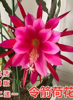 买2发3 令箭荷花苗带根东北小粉重瓣仙人剑昙花绿植物室内外盆栽