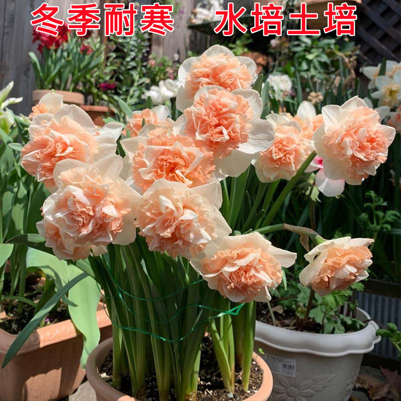 5颗 洋水仙种球重瓣水仙花多年生室内盆栽水培花绿植球根花卉易活