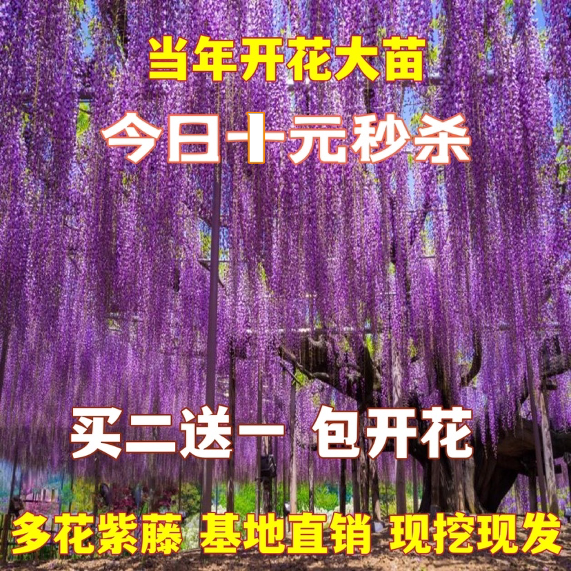 买2送1 紫藤花紫藤树苗盆栽花卉紫藤萝花苗庭院爬墙爬藤藤本植物