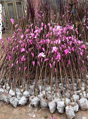 玉兰花树苗盆栽地栽盆景白红紫玉兰花苗别墅阳台庭院花卉植物易活