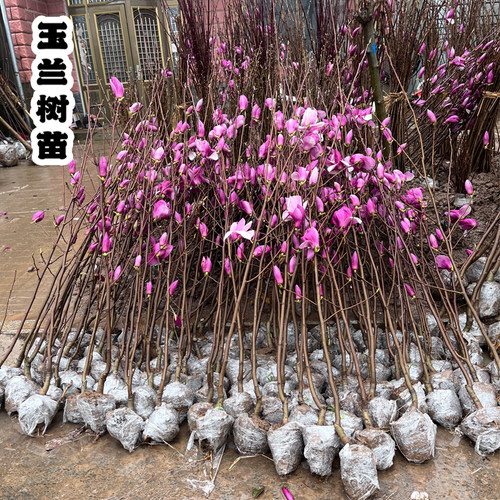 工程苗紫玉兰花苗矮化盆栽苗