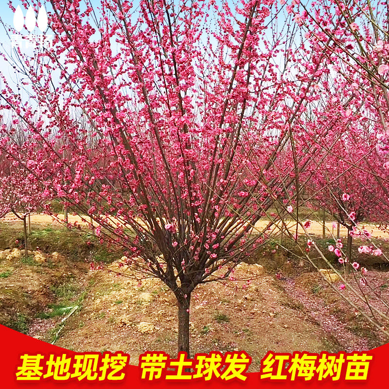 百花缘红梅独杆大苗庭院春季开花