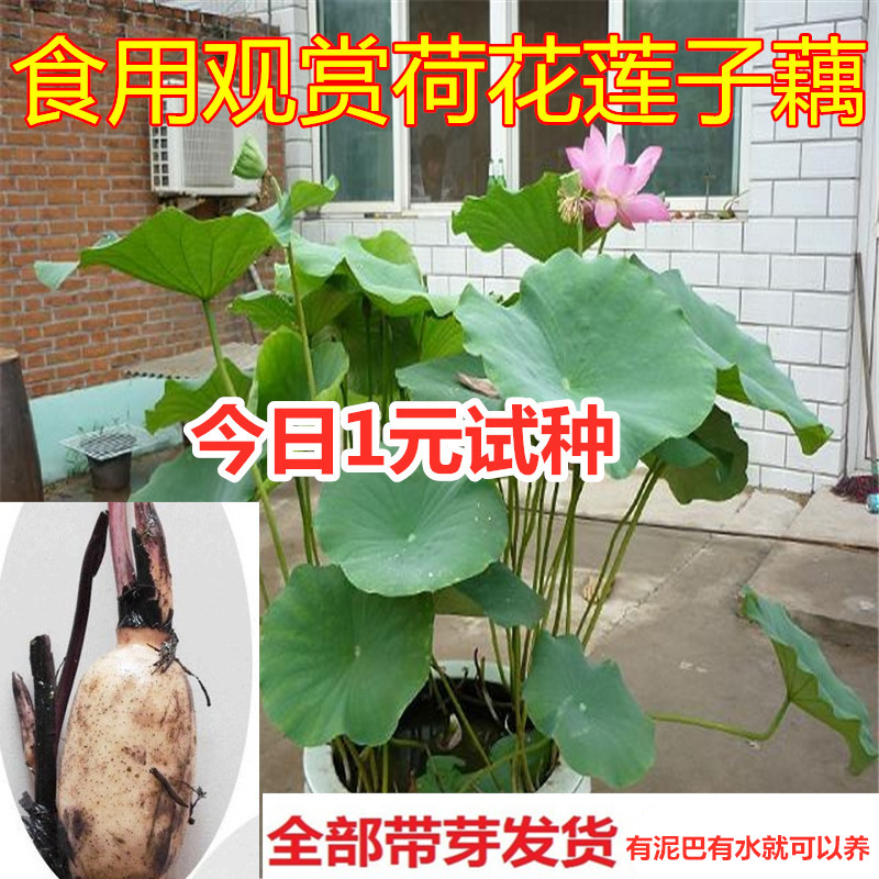 大型观赏荷花种藕苗鱼塘莲藕种苗盆栽莲籽食用藕种睡莲藕苗莲花苗