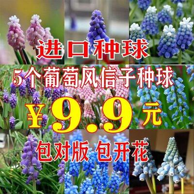 荷兰进口葡萄风信子种球