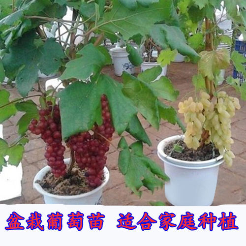葡萄树苗爬藤阳光玫瑰葡萄树