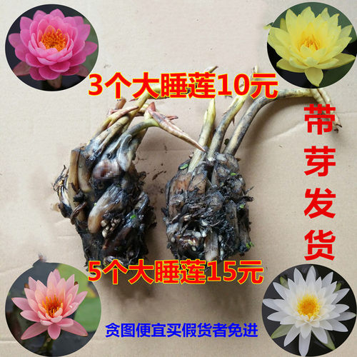 带芽水培植物大睡莲根茎小睡莲
