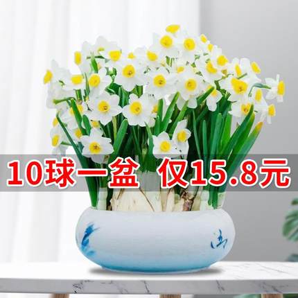 15.8元10个水仙花种球室内阳台水培水仙盆栽冬季水培室内阳台花卉