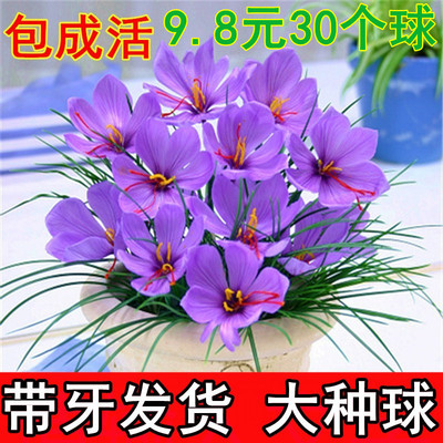 冬季开花耐寒花卉植物藏红花种球球根盆栽药用番红花种子西红花苗