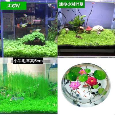 水草种子鱼缸造景小对叶大对叶