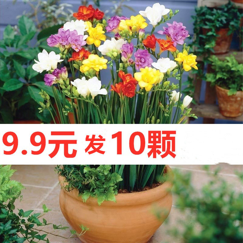9.9元10颗香雪兰种球种根易活