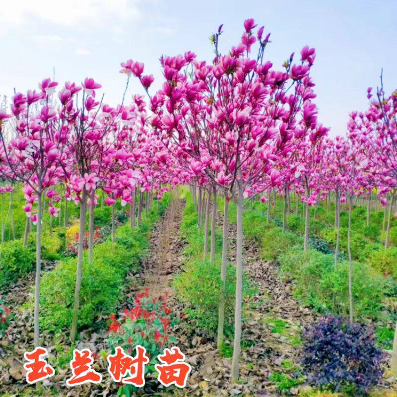 郁金香玉兰花树苗带花苞盆栽紫白广玉兰庭院大树耐寒花卉春季开花,鲜花速递/花卉仿真/绿植园艺,绣球/木绣球/木本植物,淘宝优惠券,粉丝福利购,淘宝优惠卷