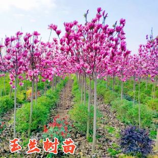 郁金香玉兰花树苗带花苞盆栽紫白广玉兰庭院大树耐寒花卉春季开花