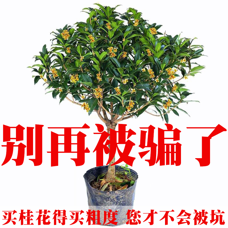 桂花树苗四季桂庭院浓香型风景花卉精品金桂丹桂四季桂室内外盆栽