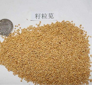 美国籽粒苋种子优质高产牧草种子猪牛羊兔鸡鸭鹅鱼草种籽再生春季