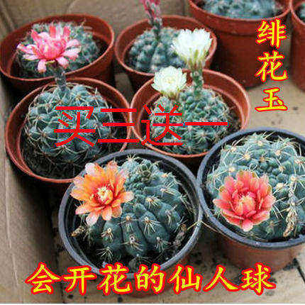 百花缘桌面简单美观仙人球菲花玉