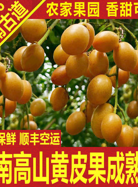 黄皮果新鲜香甜箱顺丰空运包邮广东特产当季养生水果岭南古道