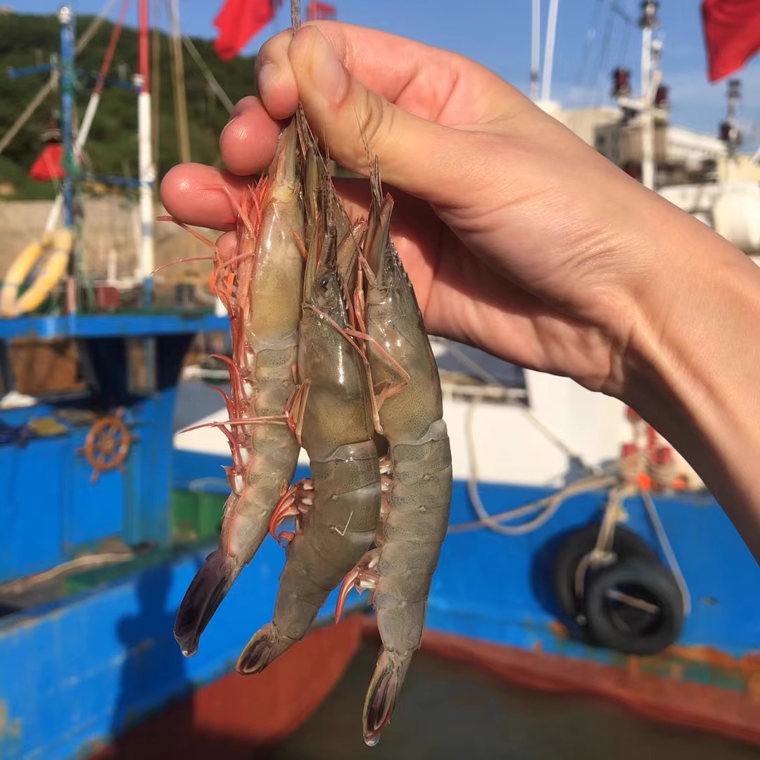 龙王海鲜舟山活皮虾壳滑皮虾船冻
