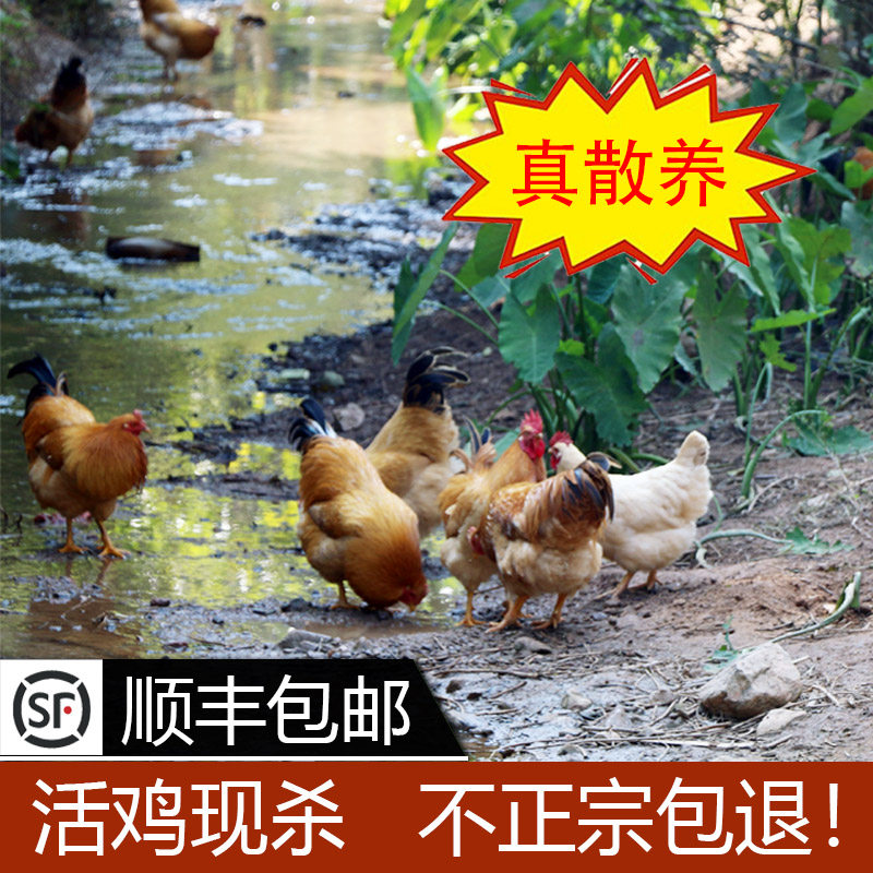 公鸡信宜老母鸡土阉鸡农家散养走地鸡正宗茂名白切鸡生鲜整鸡现杀