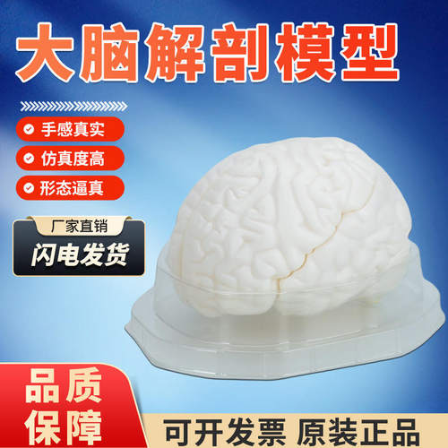 脑解剖模型自然大可拆卸3结构人体部件干大脑半球教学展示模型