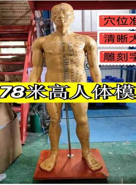 中医米高人体模型针灸穴位模型比例经络穴位参考模型1比11.78模型