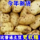 2025年当季 新鲜现挖黄心沙面农家土豆高山种植粉糯马铃薯