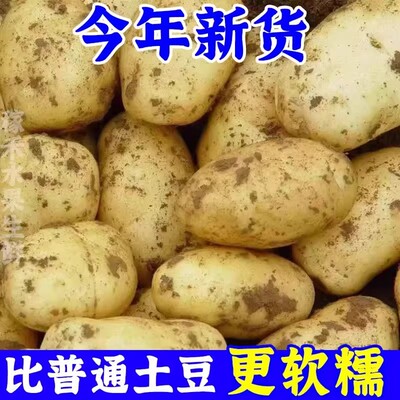 2025年当季新鲜现挖黄心沙面农家土豆高山种植粉糯马铃薯