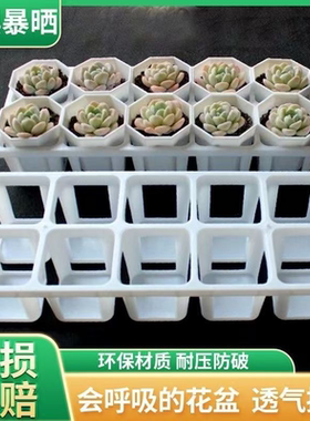 新款多肉组合托盘白色10孔托架7方花盆加高阳台花盆八角拼盘一体