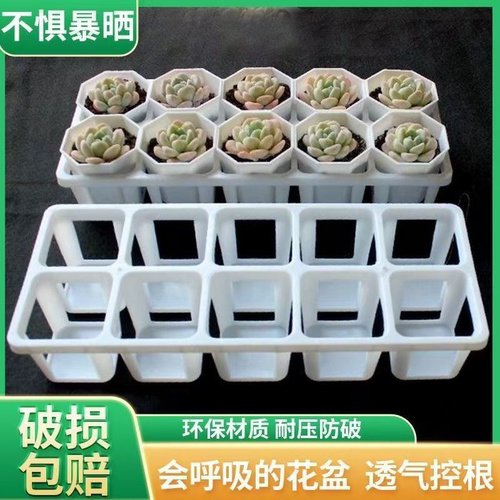 新款多肉组合托盘白色10孔花盆