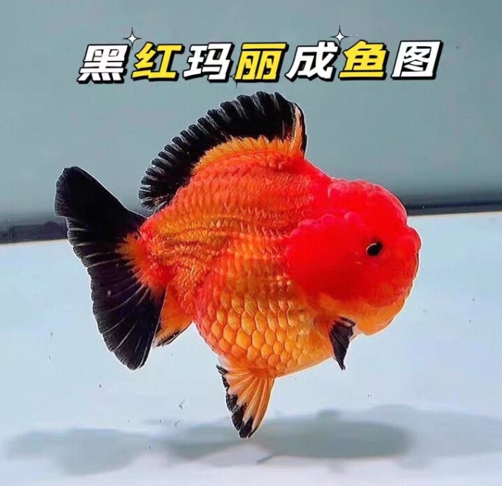 精选黑红玛丽泰狮金鱼大头娃娃脸冷水鱼淡水鱼苗好养耐活超萌好物