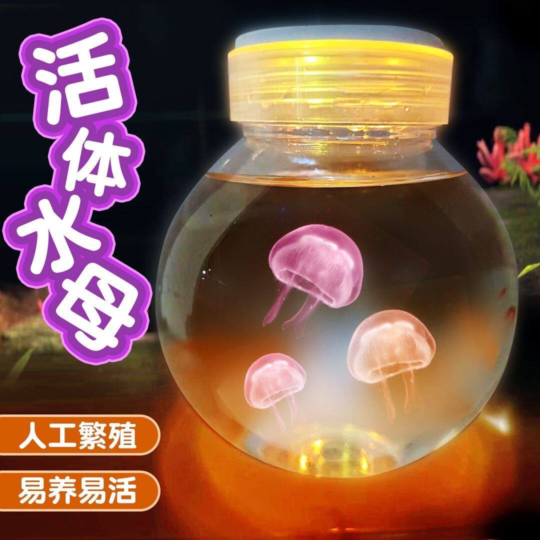 方型摆摊专用斗瓶500毫升透明迷你生态微景观缸发光灯水母海洋馆