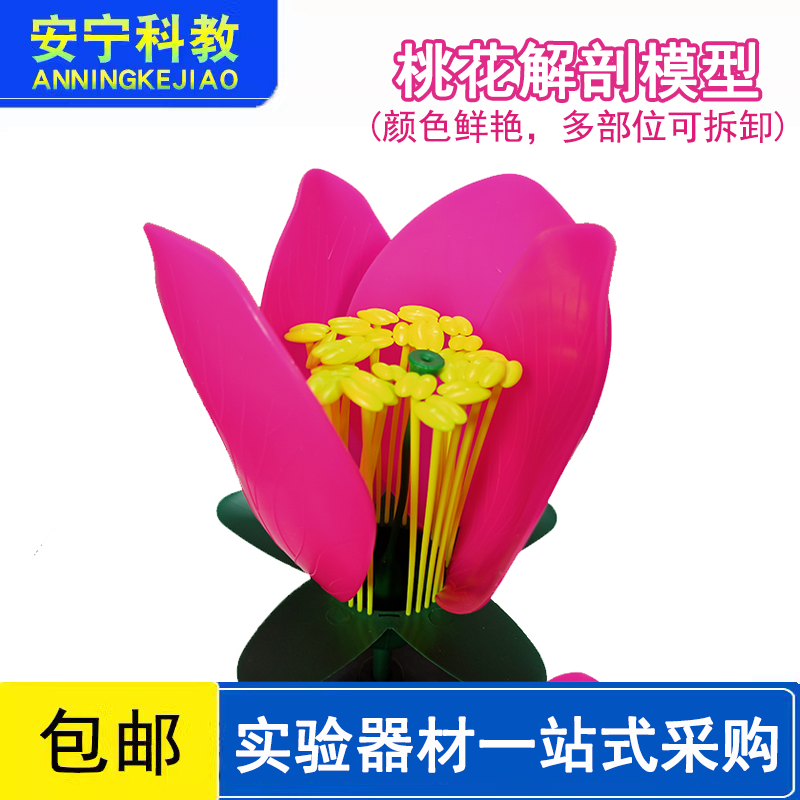 桃花解剖模型桃花模型生物实验