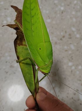 巨拟叶螽斯成体公全叫声响亮生存能力好巨拟叶螽斯大型昆虫宠物