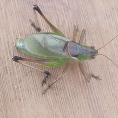 扎嘴吉尔鸣虫新羽化成虫公冬季宠物昆虫绿色漂亮桌面宠物活虫包邮