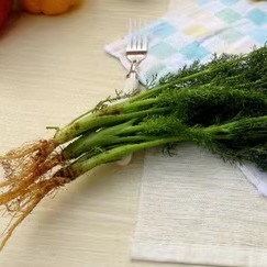 新鲜茴香叶500g 小茴香 新鲜茴香苗（带根发货）