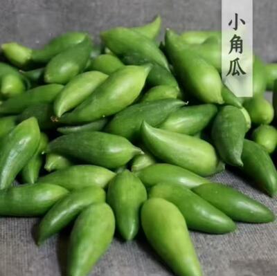 新鲜小雀瓜 云南特色小角瓜 小青瓜辣子瓜羊角豆敲角瓜